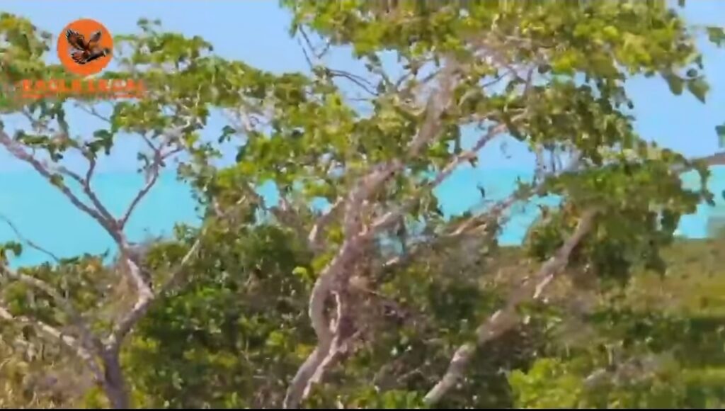“Wide open borders”: three illegal vessels land in long
bay as coastal radar station sits seems to be unmanned